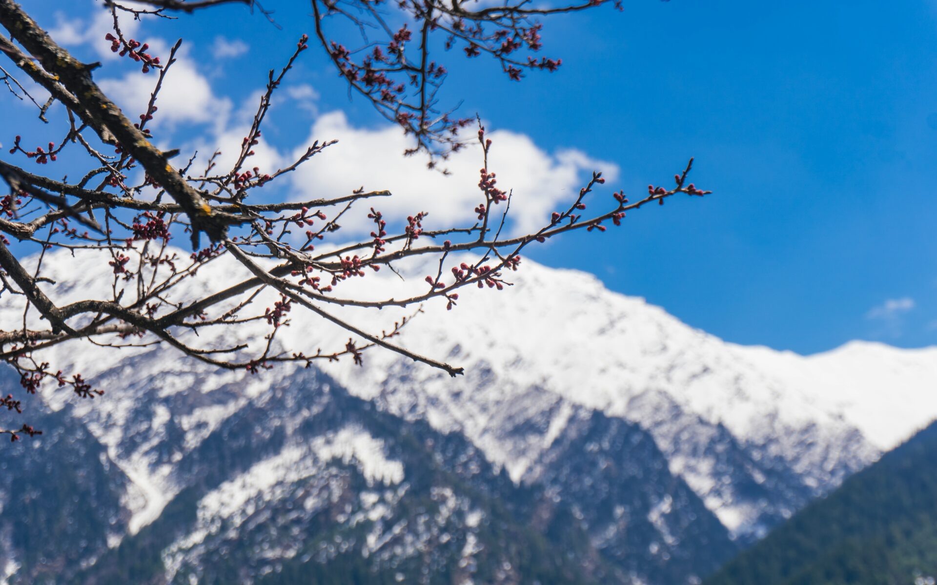 harsil valley uttarakhand