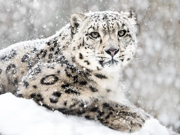 gangotri national park